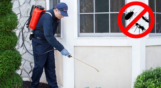 Yayladağı Pire İlaçlama böcek ilaçlama ve haşere kontrolü — ilaclama-tr.com